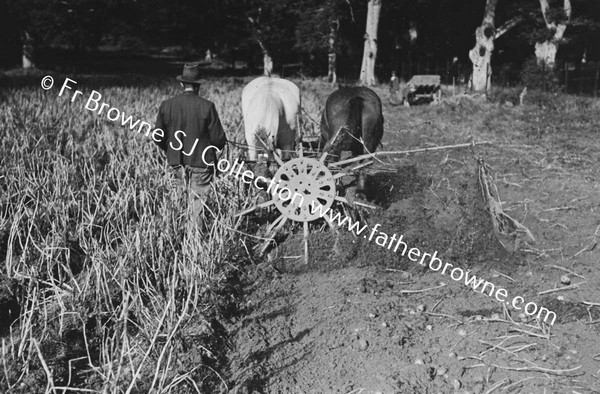 LIFTING POTATO CROP OAKWOOD TRAINGLE